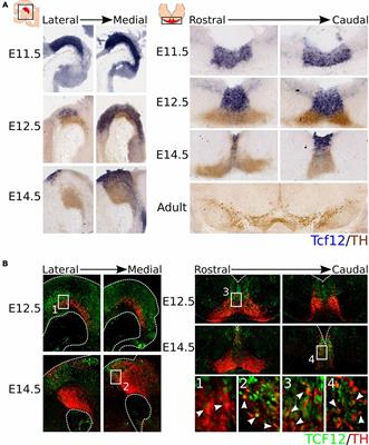 Tcf12 Is Involved in Early Cell-Fate Determination and Subset Specification of Midbrain Dopamine Neurons